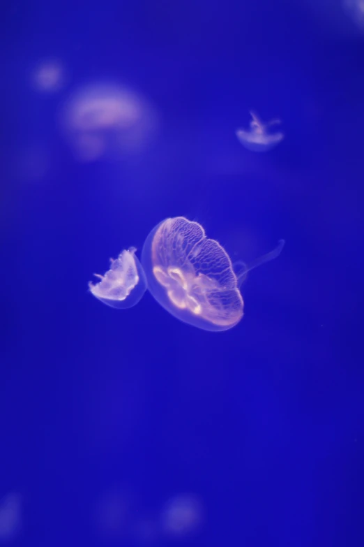 a jellyfish floating in the ocean while surrounded by smaller ones