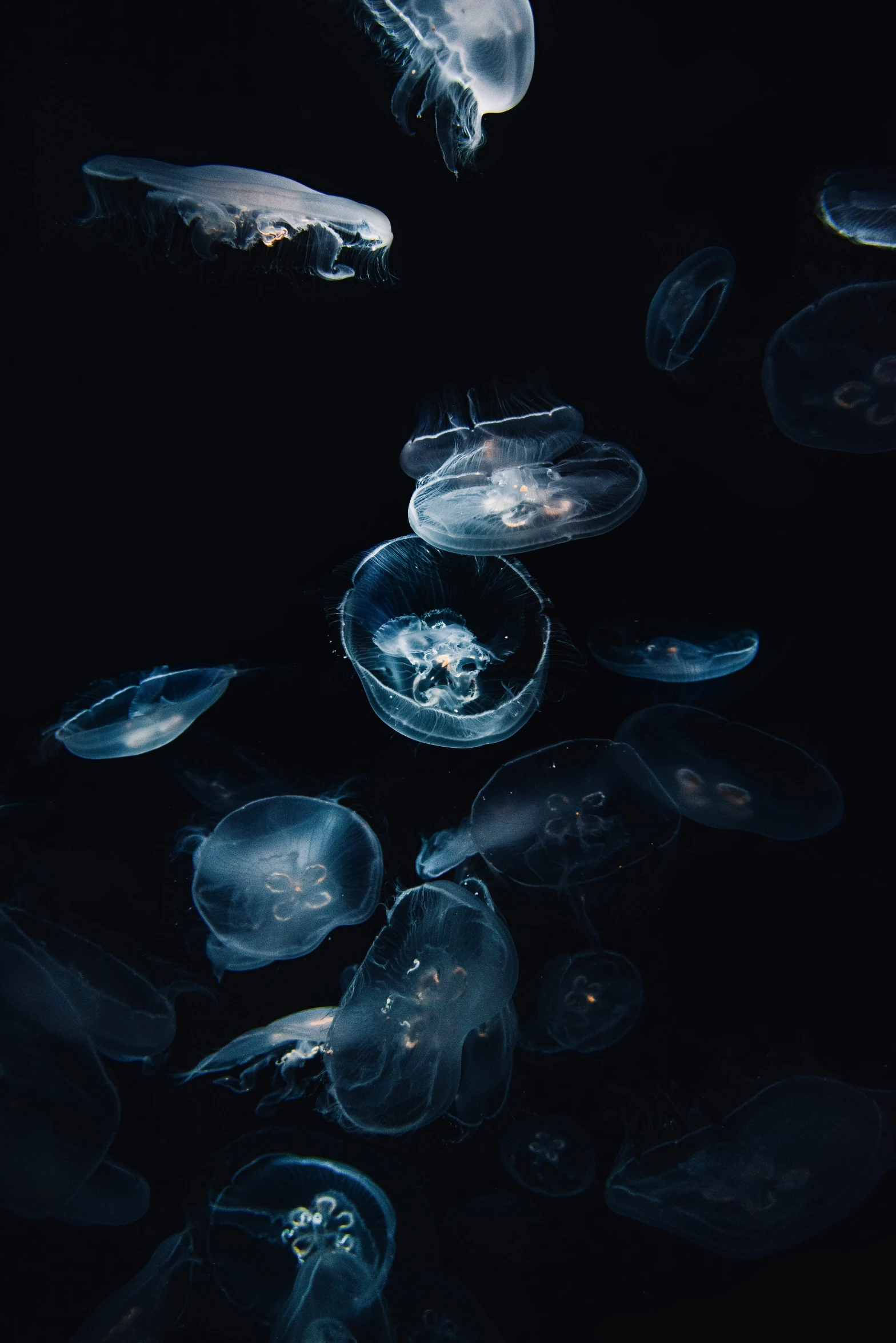 many jellyfish floating on a black surface
