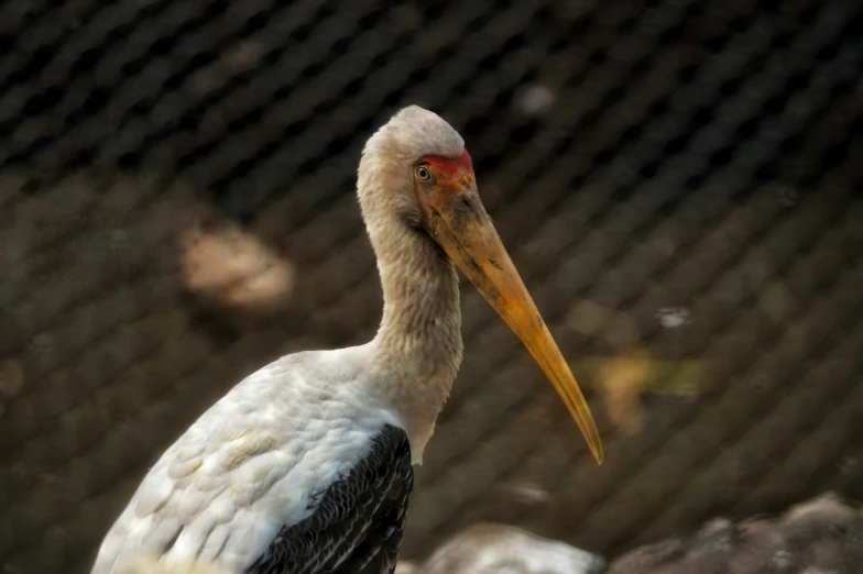 a pelican with a long neck standing in a pen