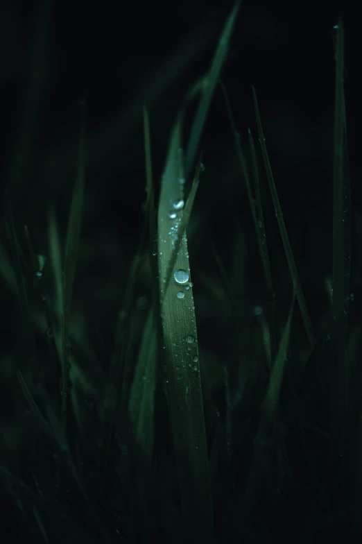 closeup of the water droplets on a green plant