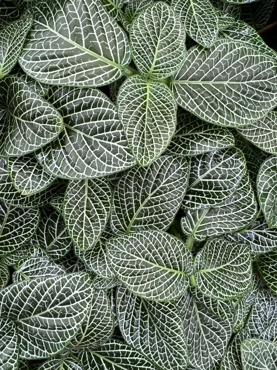 an image of leaves covered in snow