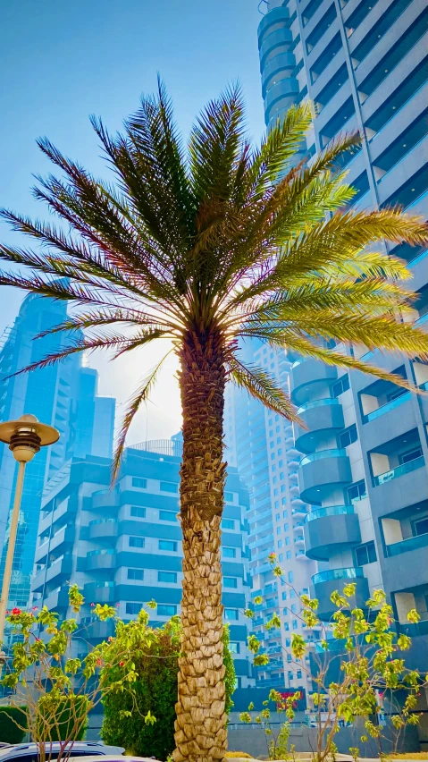 palm tree in the middle of a large city