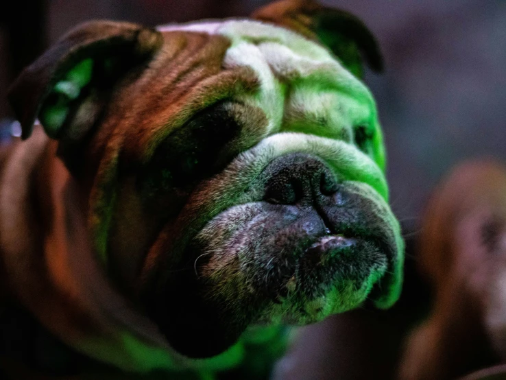 a close up s of a dog in the dark