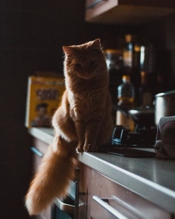 a cat standing on the edge of an oven in a kitchen