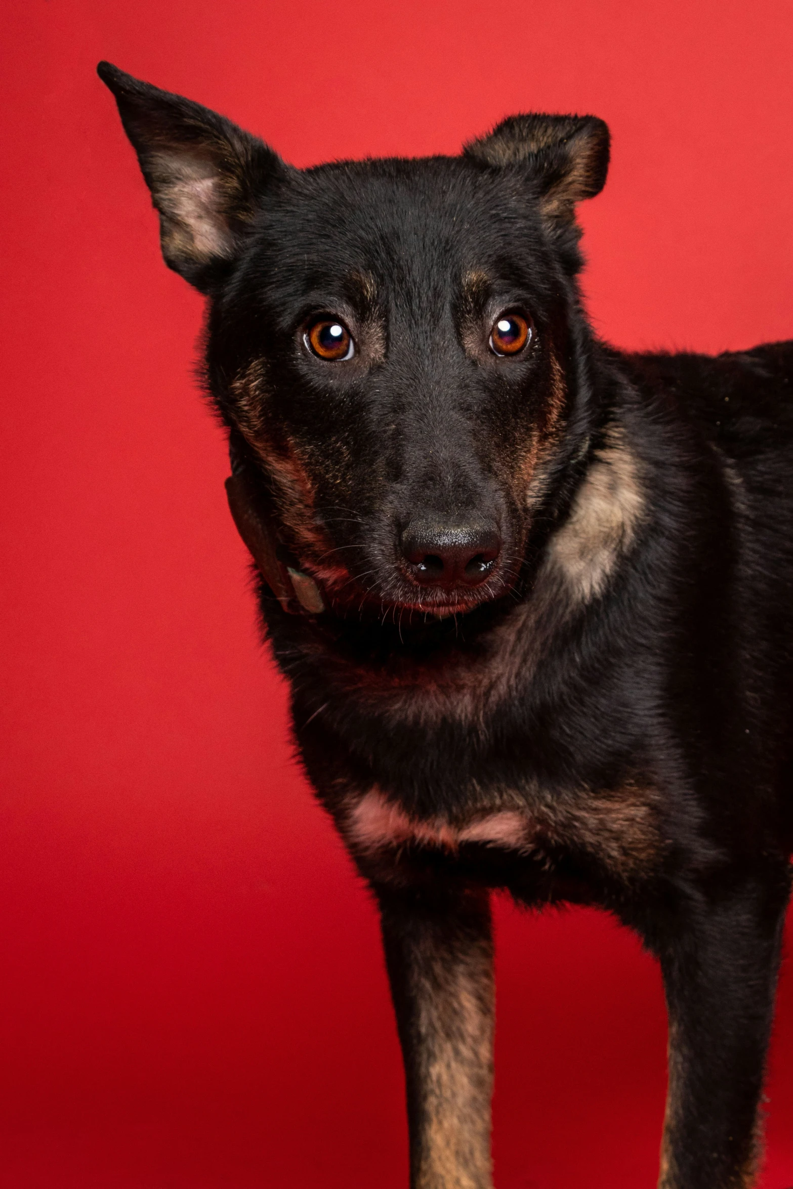 a black dog on a red background looks at the camera