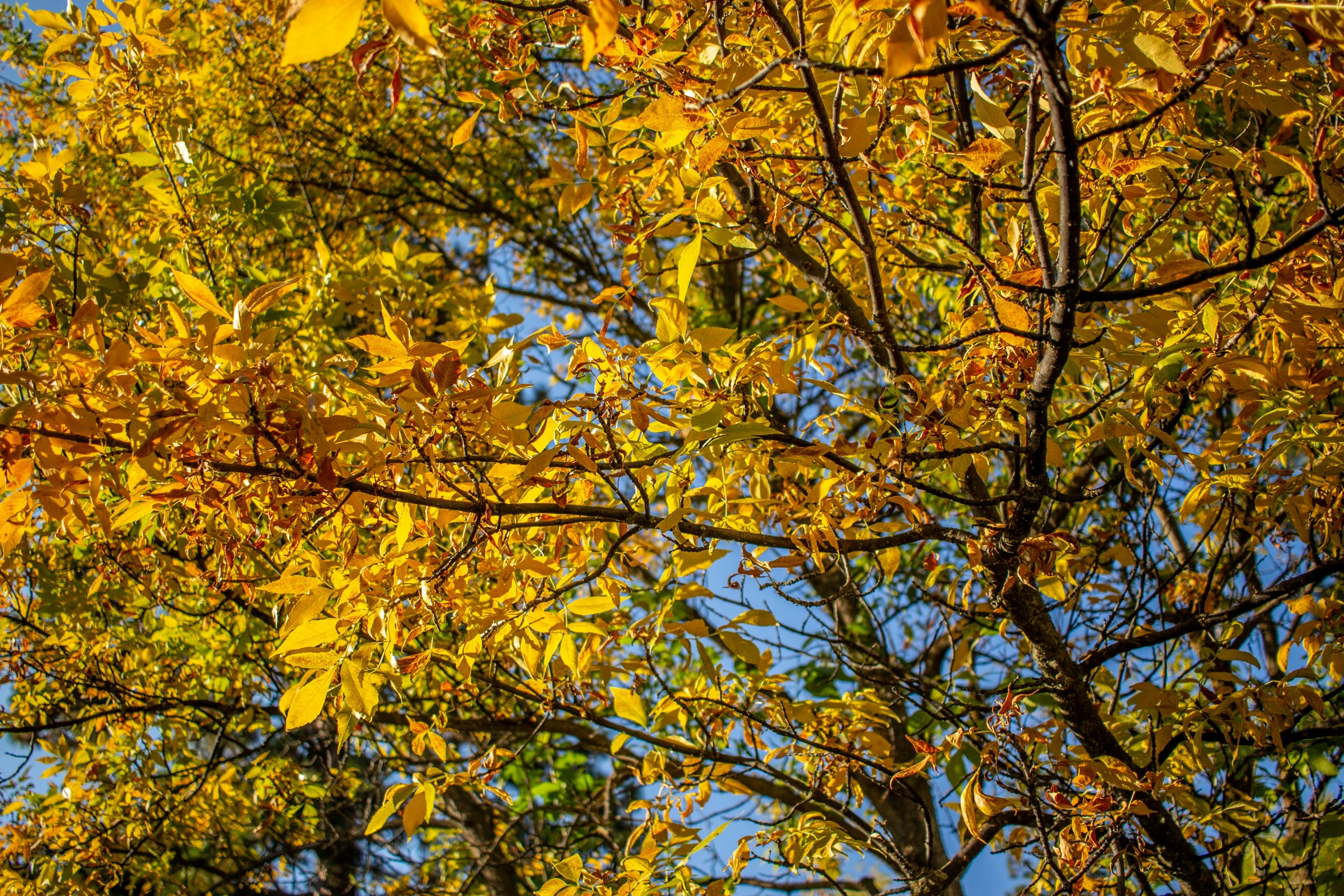 a yellow tree is shown with the leaves changing