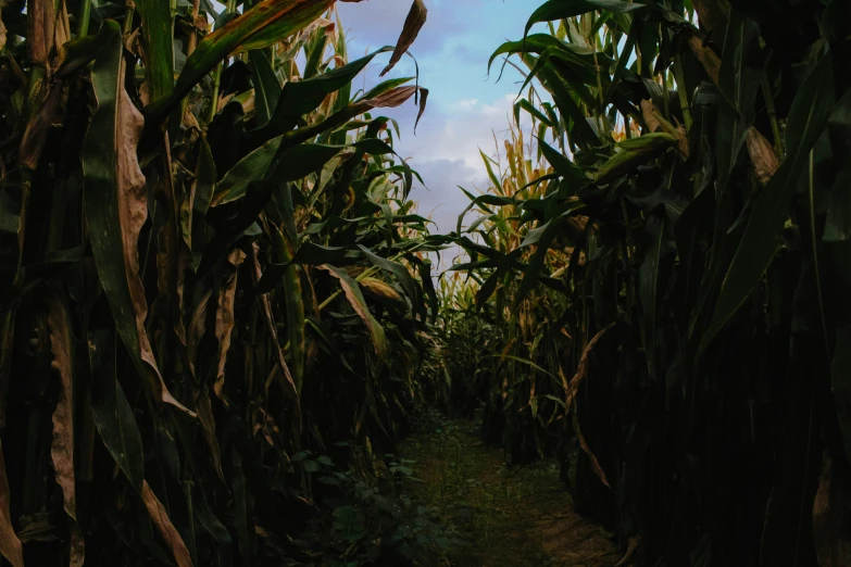 a path leads through corn stalks in an open field