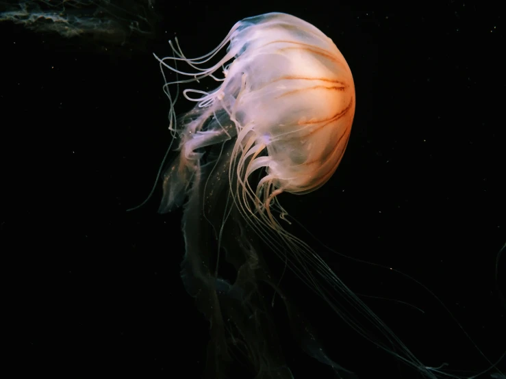 a jellyfish swimming inside of a black sea