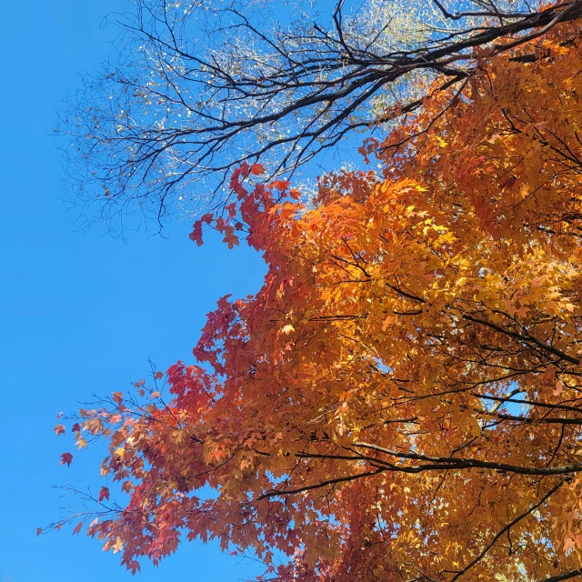 yellow, red and green trees with a blue sky in the background