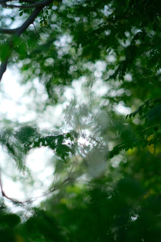 the green leaves and tree nches reflecting on the water