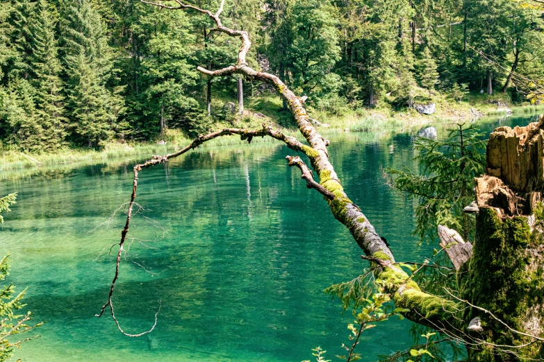 a log that is sitting on some water