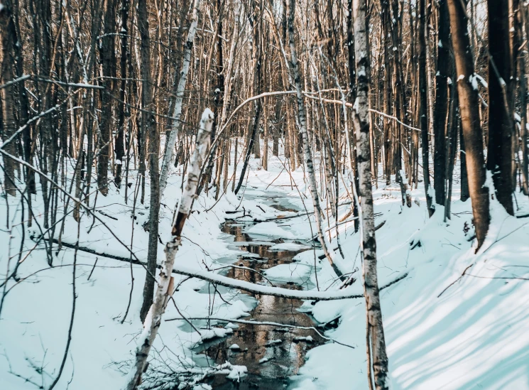 a snowy scene shows a small stream in the snow surrounded by trees