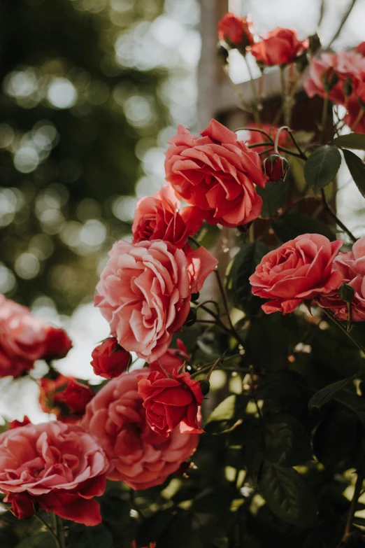 red roses blooming on a plant in a garden