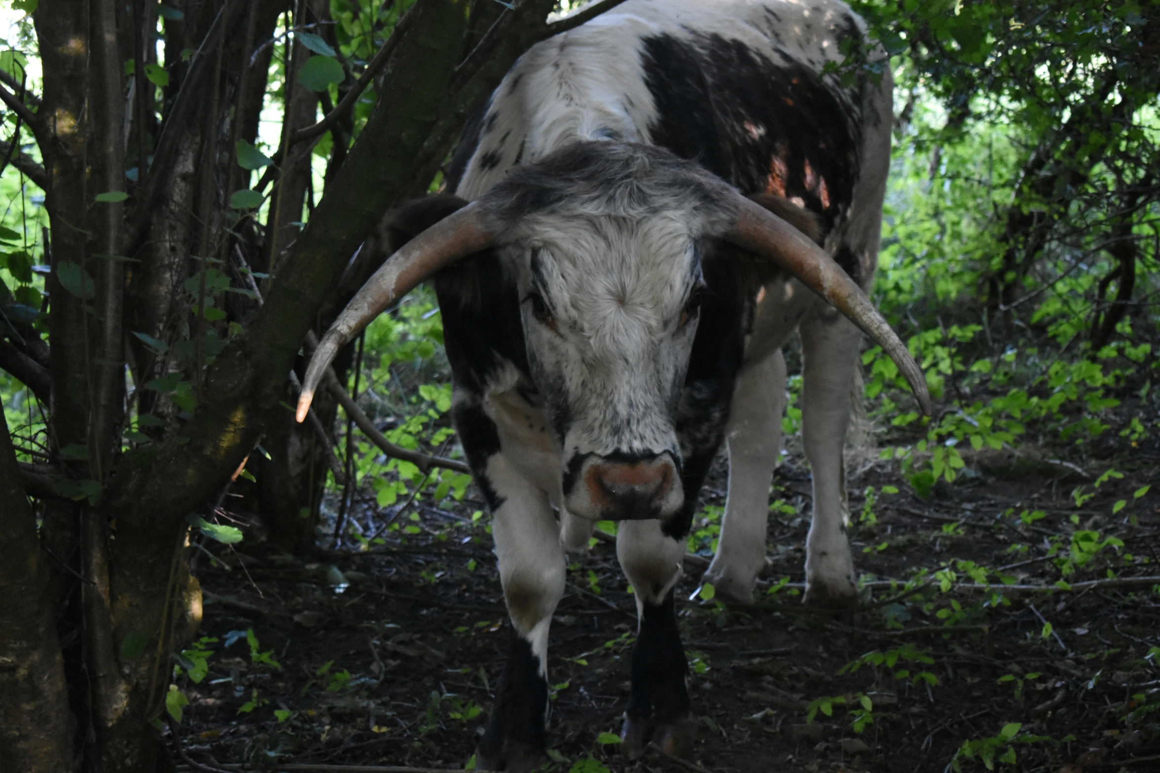 an animal with very long horns is walking through the woods