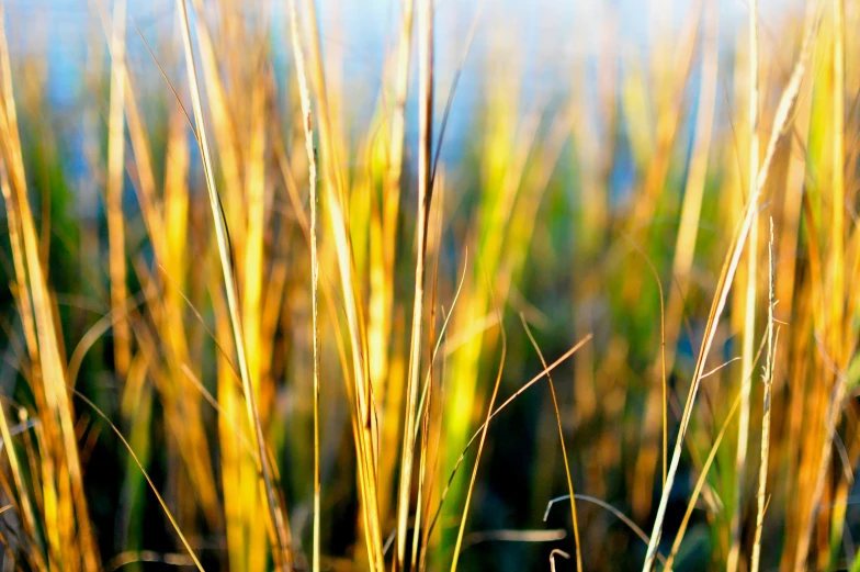 a closeup of a bunch of grass in the sunlight