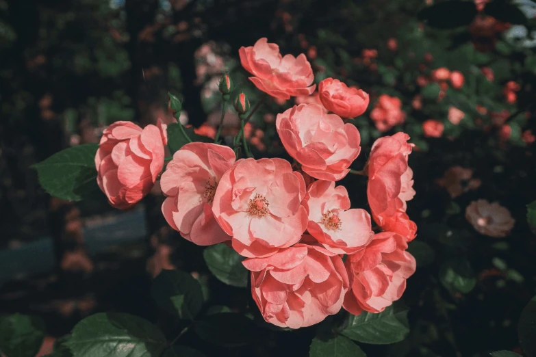 a bouquet of roses is blooming on the bush