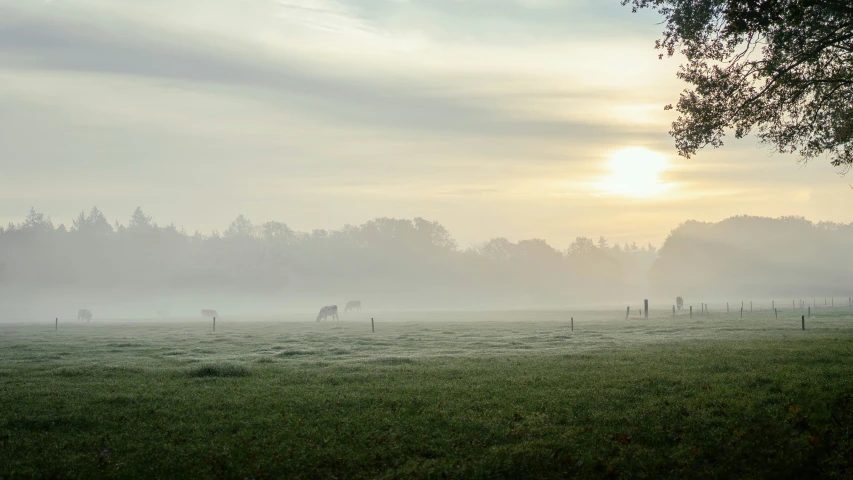horse grazing on grassy field in front of trees at sunrise