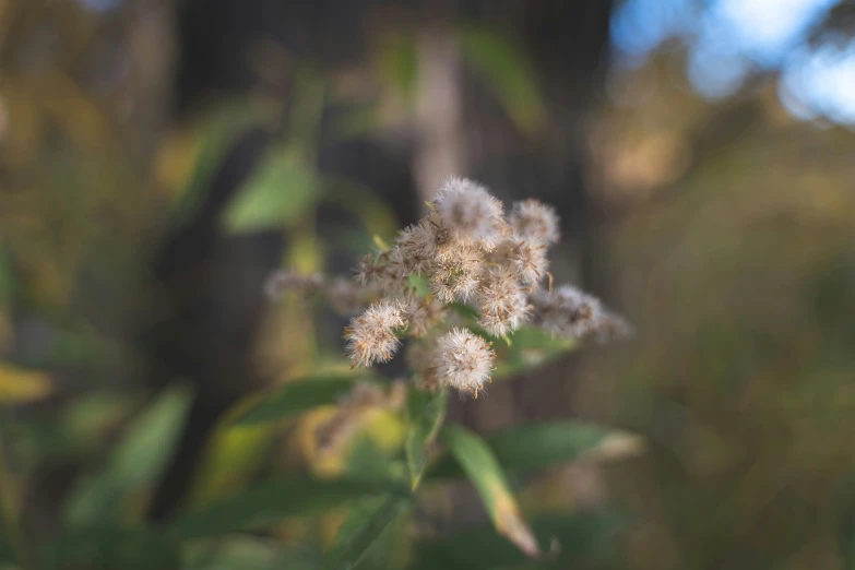 a single flower surrounded by leaves in front of blurred trees