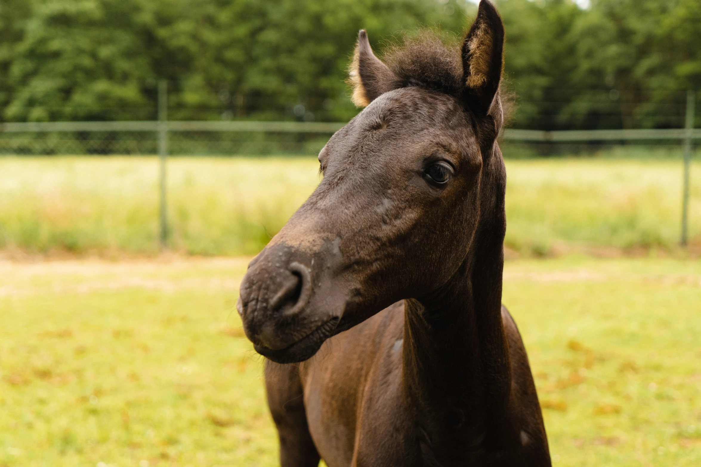 close - up of a brown colt looking at camera