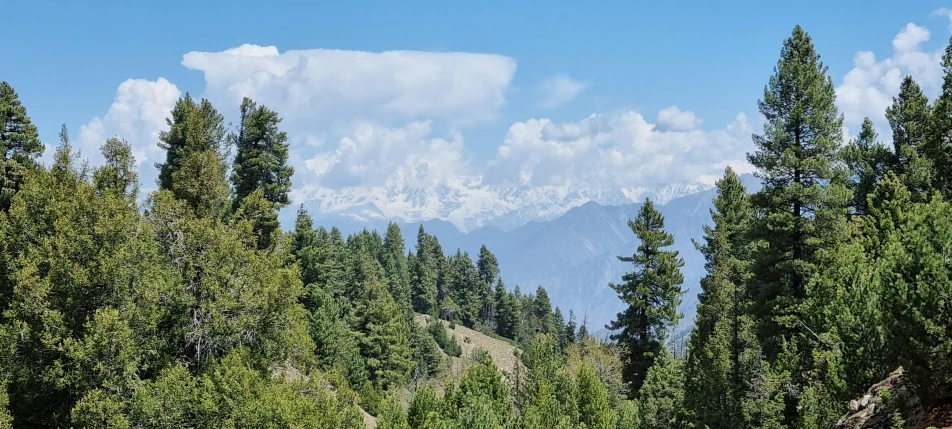 a view of the mountains and trees from a distance