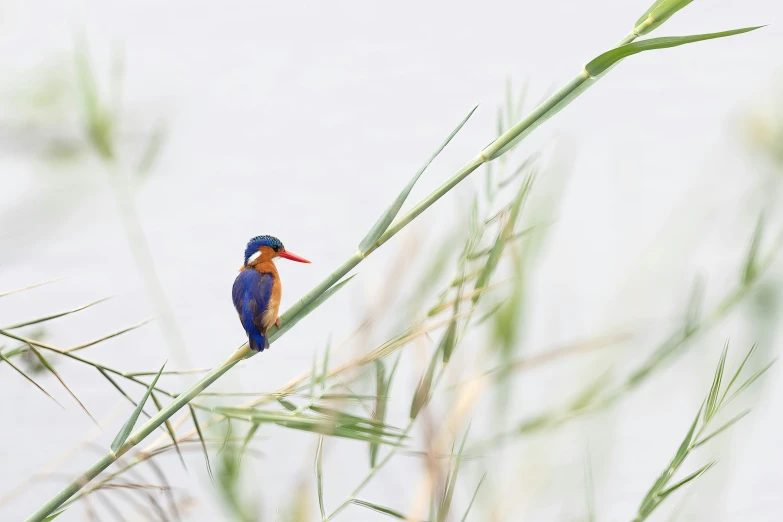 a bird sits in a tree by the water