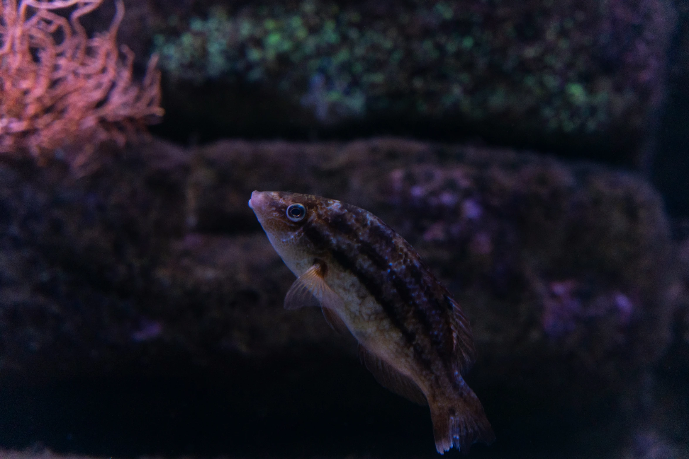 a tiny fish sitting in the water inside a tank