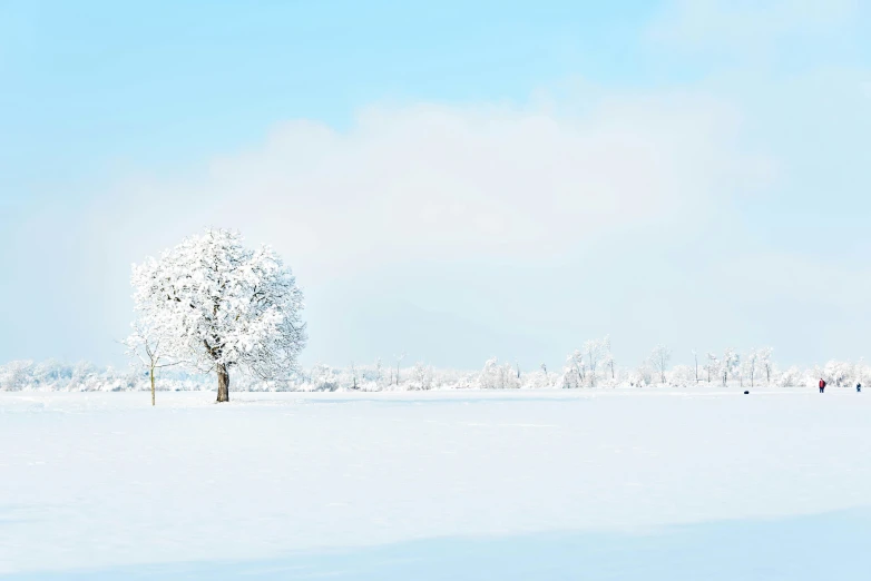 a snowy tree on the ground in front of some buildings