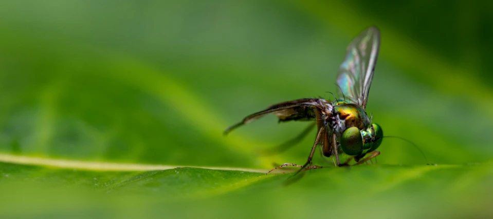 a bee is perched on a leaf with wings spread