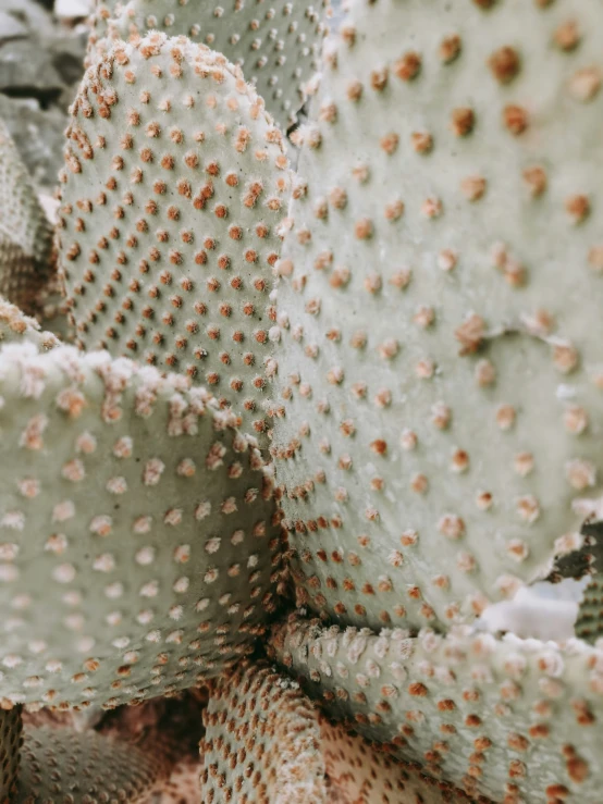 several cactus plants with tiny bumps in them