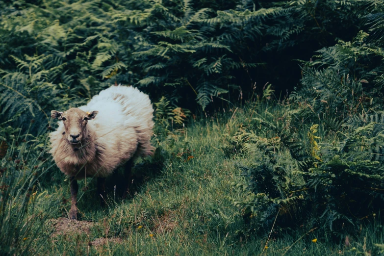 a big white animal walking by some trees and bushes