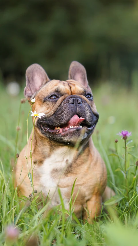 a tan dog has a flower in its mouth