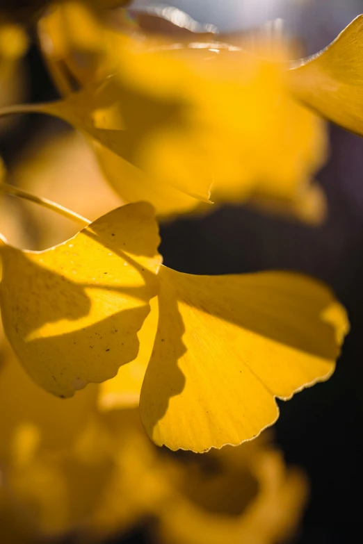 yellow leaves with some very bright reflections on them