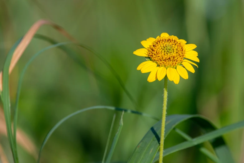 a flower is seen in the foreground of a field