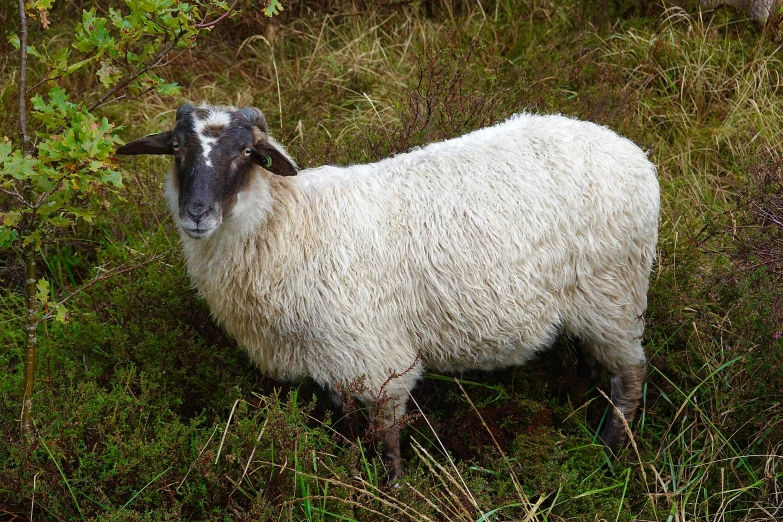 there is a sheep in the woods standing in tall grass
