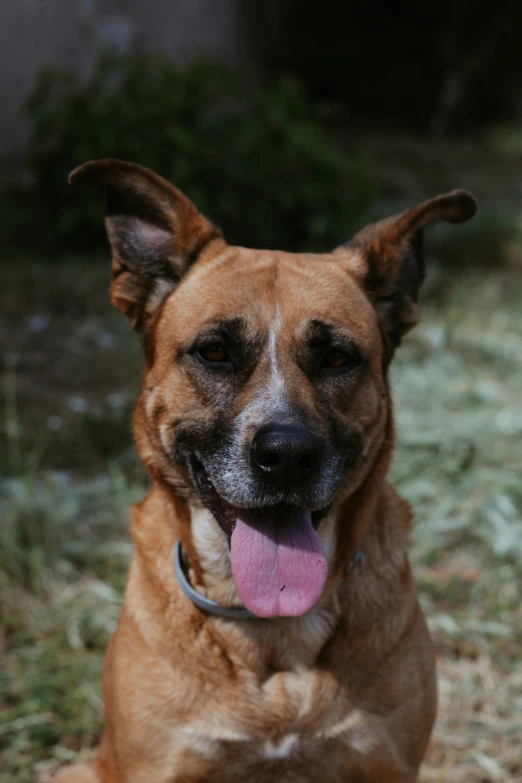 dog sitting in grass with tongue sticking out