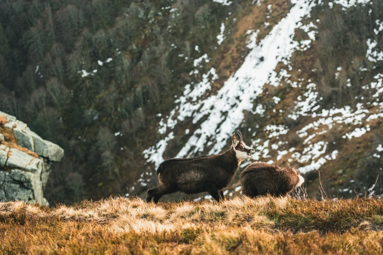 two goats walking on a grassy hill side