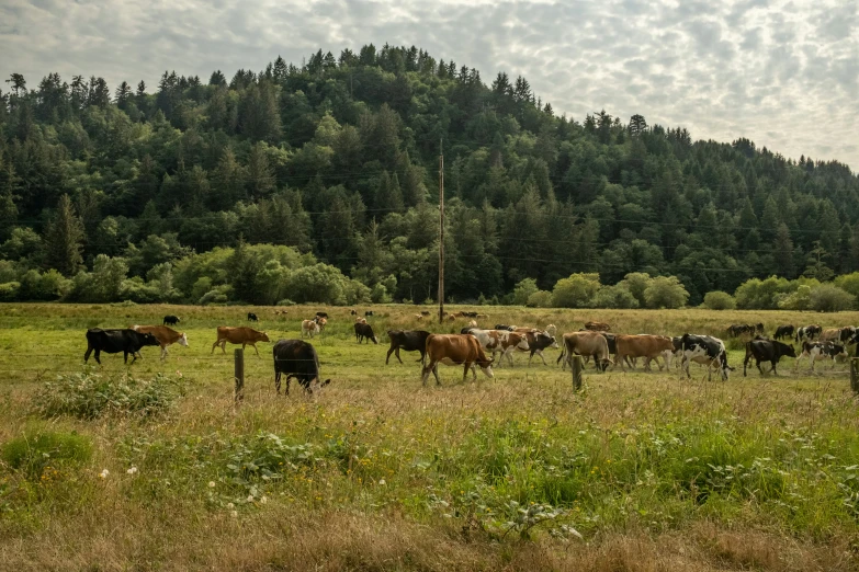 herd of cows in the grass near a hill