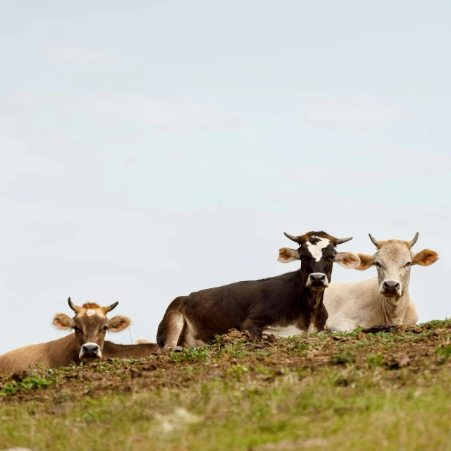 three brown and white cattle lying on a hillside