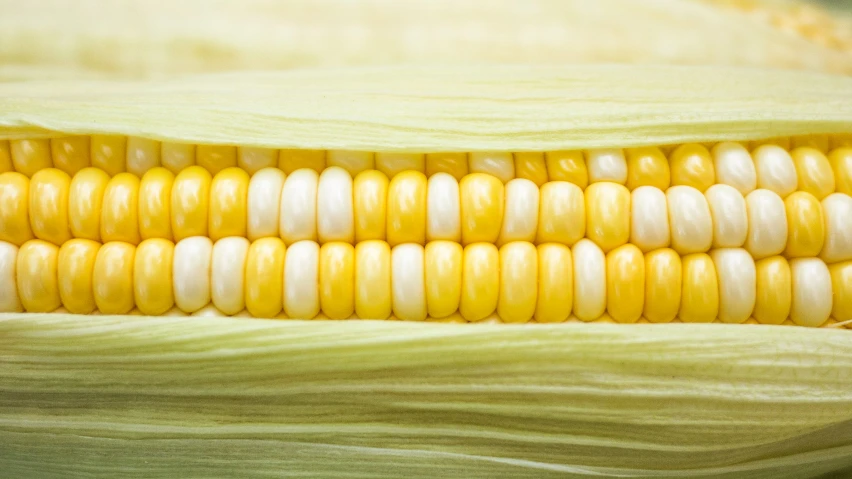 the corn is yellow and white in color