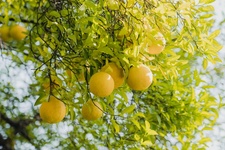 many lemons are hanging from a tree with leaves