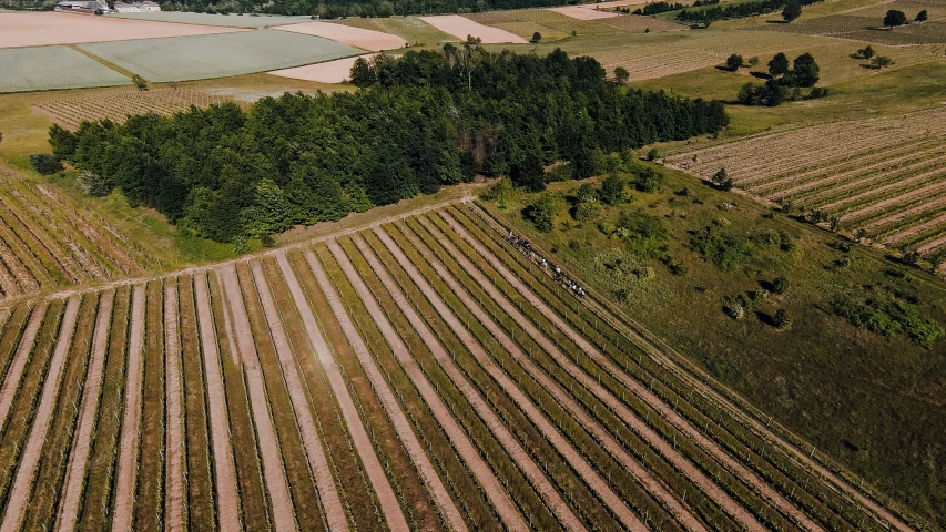 a field with trees and a few other plants