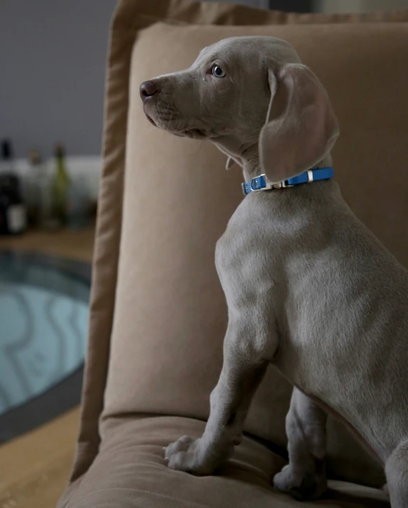 a light colored dog is sitting on the couch