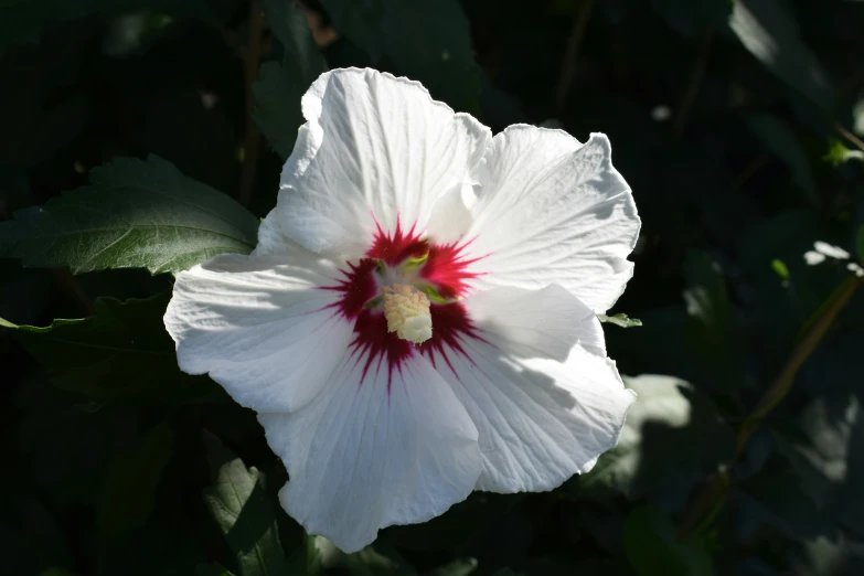 there is a white and red flower with green leaves