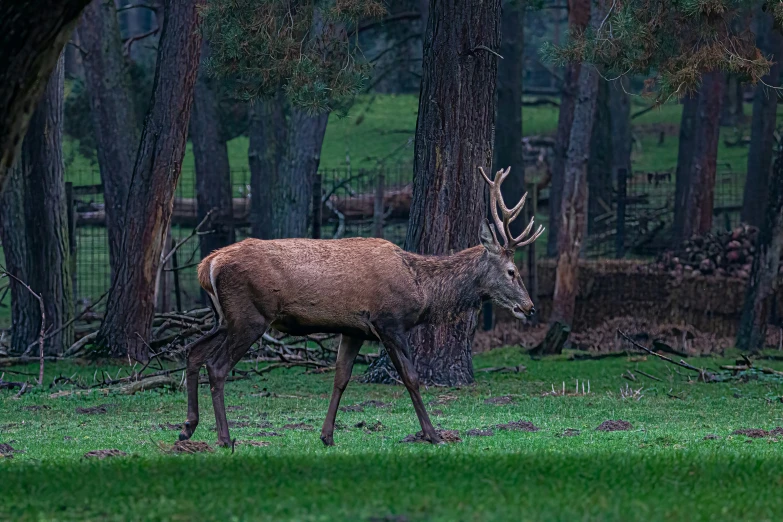 the deer is standing near the trees on the grass