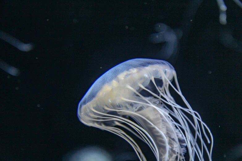 a jellyfish that is floating in the water