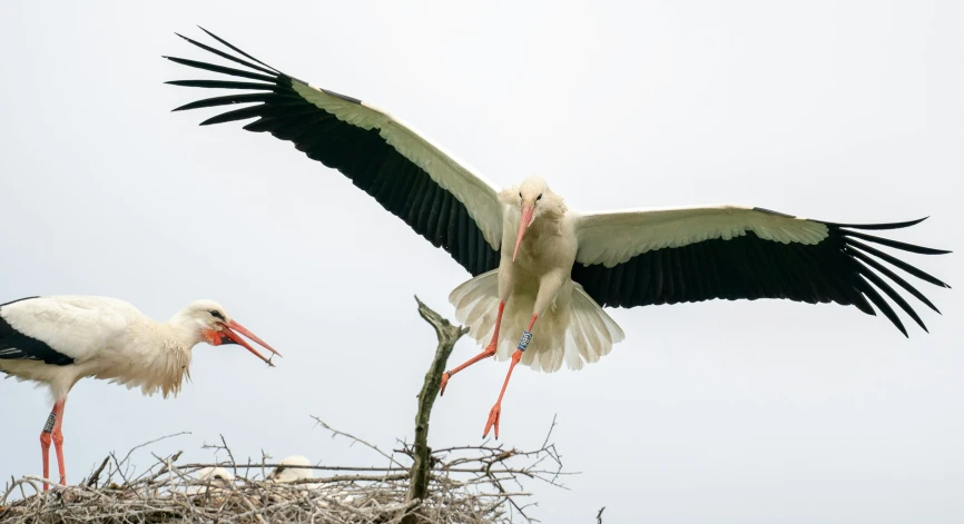 two storks standing by their nest on the beach