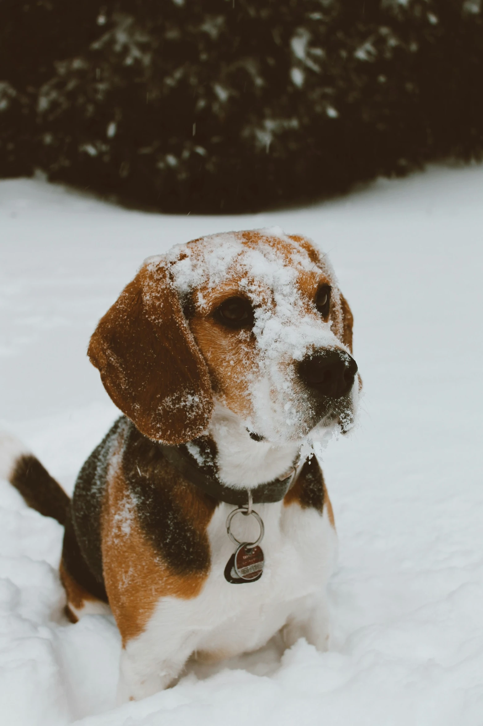 a dog sitting in the snow during a sunny day