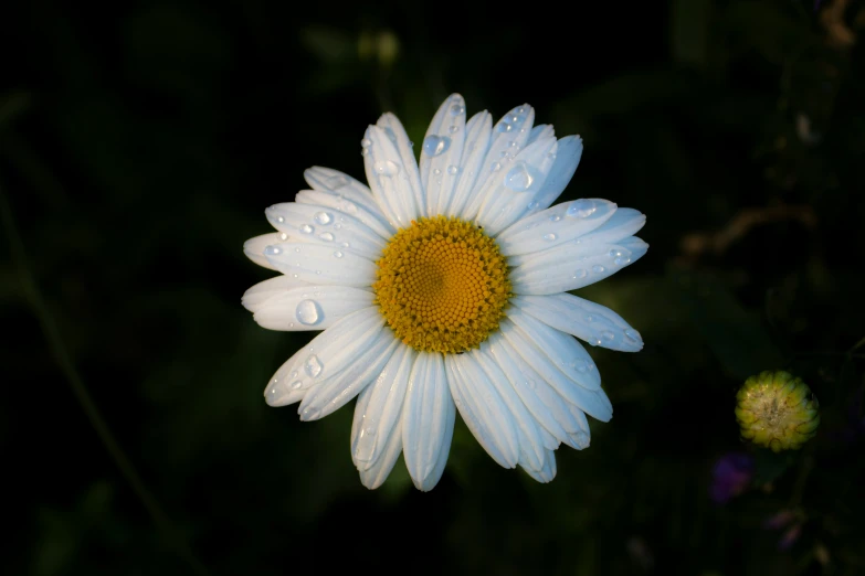 a daisy with dew drops sits in the middle of a field