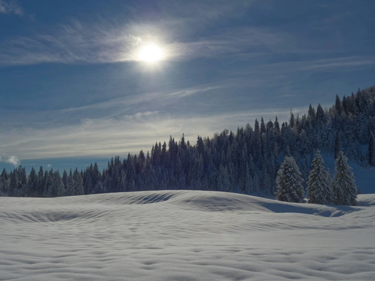 the snow covered field and trees is bright and sunny