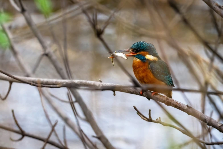 an image of a colorful bird perched on a nch